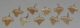 10 Otodus obliquus shark tooth pendants