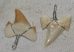 10 Otodus obliquus shark tooth pendants
