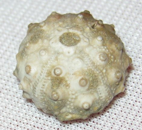 Hemicidaris hoffmanni tengerisün kövület Franciaországból