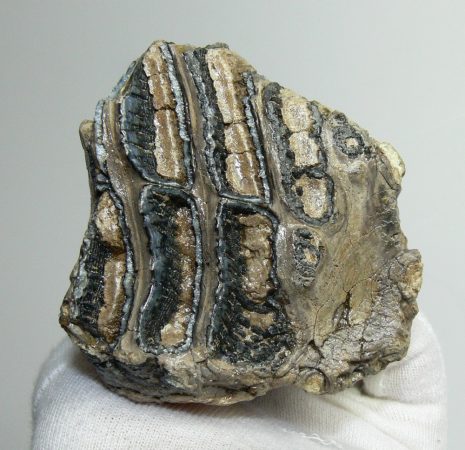 Mammuthus primigenius rágás során lekoptatott foga (423 gramm)