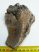 Mammuthus primigenius tooth (423 grams)