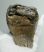 Mammuthus primigenius rágás során lekoptatott foga (423 gramm)
