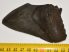 Otodus megalodon részleges óriás cápa fog (93 mm) Carcharodon megalodon