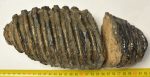 Mammuthus sp. partial tooth (2561 grams)