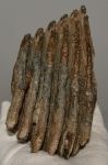   Mammuthus primigenius részleges fog  (647 gramm) ELFOGYOTT (BA) 11