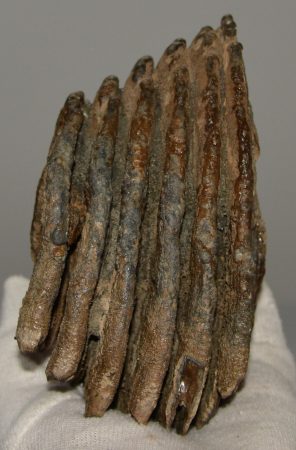 Mammuthus primigenius részleges fog  (647 gramm) ELFOGYOTT (BA) 11