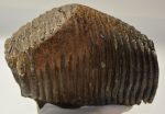 Mammuthus primigenius részleges fog (4859 gramm)