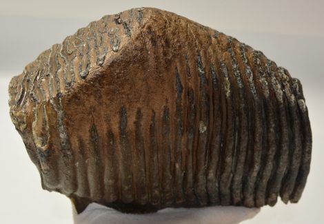 Mammuthus primigenius részleges fog (4859 gramm)
