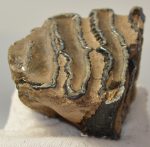 Mammuthus meridionalis partial tooth (287 grams)