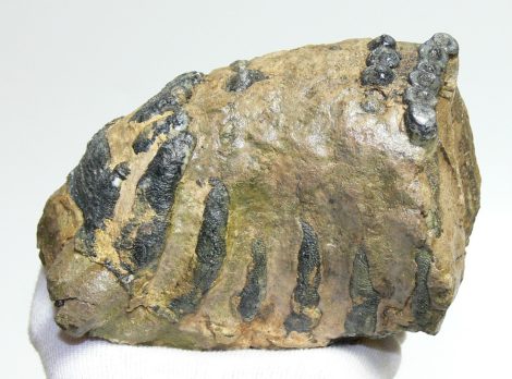 Mammuthus meridionalis részleges fog (1135 gramm)