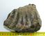 Mammuthus meridionalis részleges fog (1135 gramm)