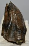    Woolly Rhino upper tooth (261 grams) Coelodonta antiquitatis