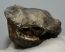 Woolly Rhino upper tooth (261 grams) Coelodonta antiquitatis