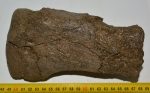 Mammuthus meridionalis partial toe bone (2137 grams)