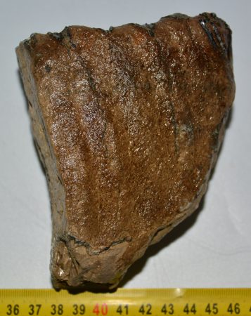 Mammuthus primigenius részleges fog (973 gramm)