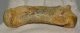  Ursus spelaeus partial metapodial finger bone ( 76 mm) Cave Bear