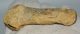  Ursus spelaeus partial metapodial finger bone ( 76 mm) Cave Bear