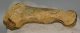  Ursus spelaeus partial metapodial finger bone ( 76 mm) Cave Bear