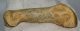  Ursus spelaeus partial metapodial finger bone ( 76 mm) Cave Bear