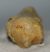  Ursus spelaeus partial metapodial finger bone ( 76 mm) Cave Bear