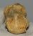  Ursus spelaeus partial metapodial finger bone ( 76 mm) Cave Bear