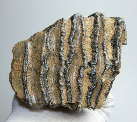 Mammuthus meridionalis részleges fog (835 gramm)