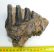 Mammuthus meridionalis partial tooth (835 grams)