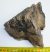 Mammuthus meridionalis részleges fog (835 gramm)