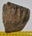 Mammuthus meridionalis részleges fog (690 gramm)