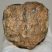 Mammuthus meridionalis részleges fog (690 gramm)