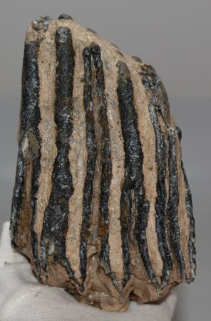 Mammuthus sp. részleges fog (1747 gramm)