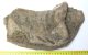 Mammuthus sp. részleges állkapocs csont (1673 gramm)