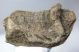 Mammuthus sp. partial jaw bone (1673 grams)