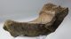 Mammuthus sp. részleges állkapocs csont (1673 gramm)