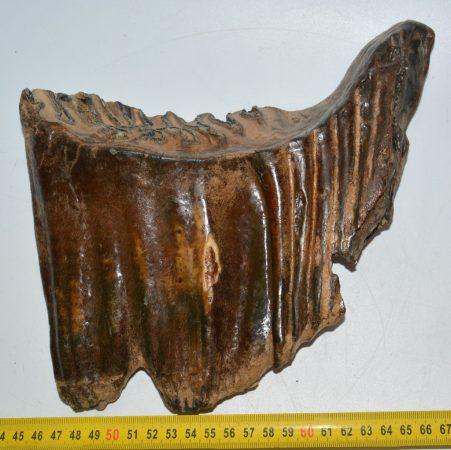 A very old Mammuthus primigenius tooth (228 mm)