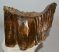 A very old Mammuthus primigenius tooth (228 mm)