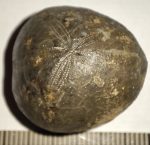 Micraster brevis from Erwitte