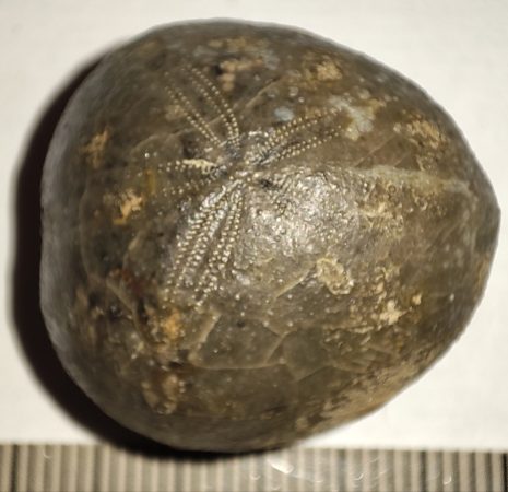 Micraster brevis from Erwitte