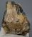 Mammuthus meridionalis partial tooth 850 grams Southern mammoth