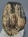 Mammuthus meridionalis partial tooth 850 grams Southern mammoth