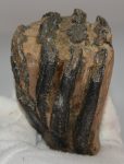 Mammuthus sp. részleges fog (469 gramm)