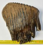   Mammuthus primigenius tooth (3198 grams) Woolly Mammoth molar