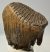 Mammuthus primigenius tooth (3198 grams) Woolly Mammoth molar