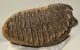 Mammuthus primigenius tooth (3198 grams) Woolly Mammoth molar