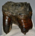    Woolly Rhino upper tooth (252 grams) Coelodonta antiquitatis