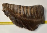   Mammuthus primigenius tooth (3282 grams) Woolly Mammoth Sold (B) 06