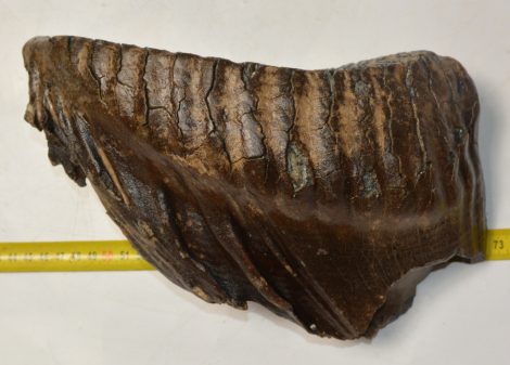 Mammuthus primigenius tooth (3282 grams) Woolly Mammoth Sold (B) 06