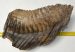 Mammuthus primigenius tooth (3282 grams) Woolly Mammoth Sold (B) 06
