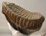 Mammuthus primigenius tooth (3282 grams) Woolly Mammoth Sold (B) 06