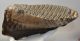 Mammuthus primigenius tooth (3282 grams) Woolly Mammoth Sold (B) 06